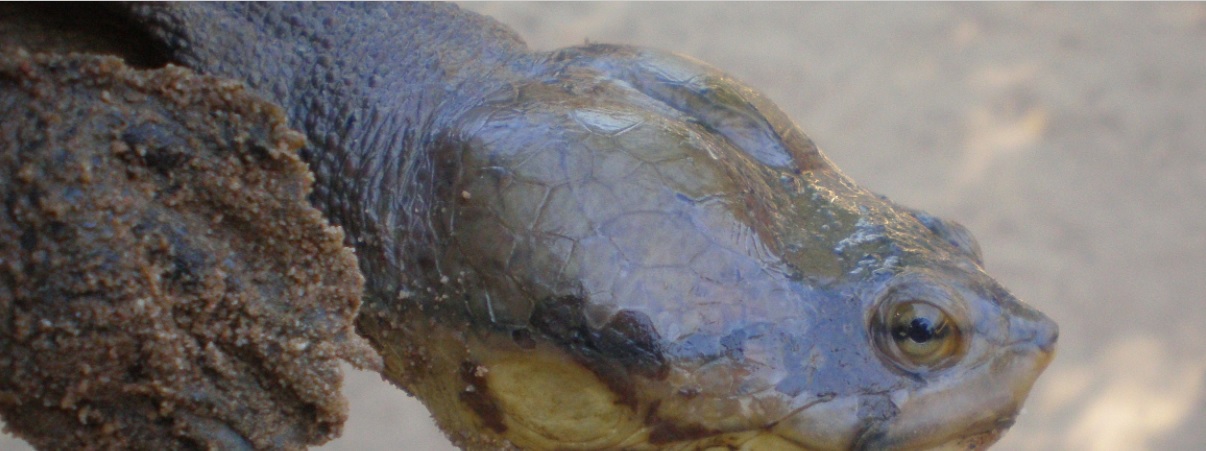 POPULATION DIAGNOSIS AND ANALYSIS OF THREATS OF THE CARRANCHINA TURTLE ...