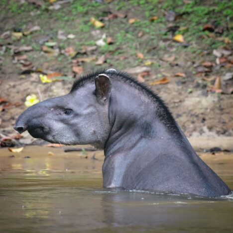 CONSERVATION AND MANAGEMENT PROGRAM FOR THEAMAZONIAN MANATEE (Trichechus inunguis), IN THE COLOMBIAN AMAZON BASIN